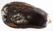 Хвороби та шкідники баклажанів догляд та лікування хвороби