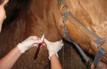 Хвороби коней профілактика та лікування, Агропромисловий вісник лікування