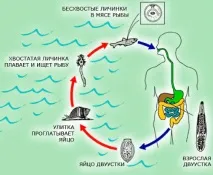 Що дає нам риба плюси, мінуси захворювання