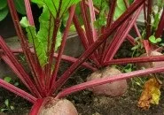 Декоративний город своїми руками декоративний
