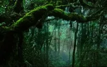 Deep Forest, історія, дискографія, студійні альбоми, сингли, ремікси історія