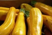 Цуккіні – сорти та фото, особливості вирощування, День дачника особливості