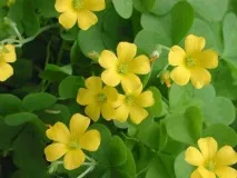 oxalis