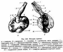 АПАРАТ ТРАВЛЕННЯ кишки