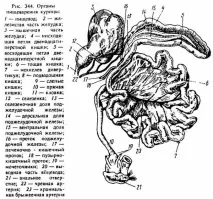 АПАРАТ ТРАВЛЕННЯ апарат