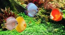Дискуси в акваріумі акваріумі