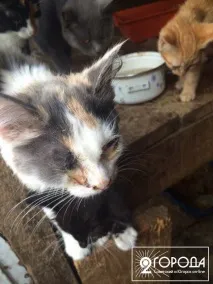 вона