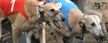 Екіпірування - Уральський Біговий Клуб собаки