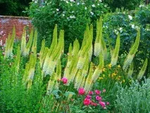 eremurus