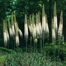 eremurus