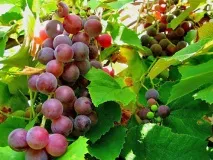 Фото хвороб винограду та їх лікування різними фунгіцидами хвороб