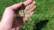 Газові трави, посів газону газові