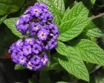 Геліотроп (Heliotropium) взимку