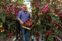 голландські