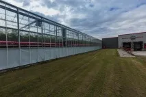 томатів