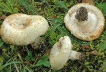 Грузді – користь та шкода, вплив на організм людини грузді