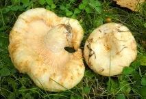 Грузді – користь та шкода, вплив на організм людини користь
