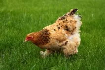Як боротися з курячими бліхами можна
