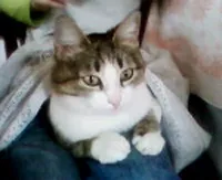 кульок