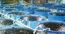 Як розпочати бізнес на розведенні креветок бізнес