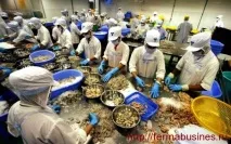 Як розпочати бізнес на розведенні креветок розведенні