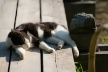 Як можна швидко прийти до тями, якщо нерви на межі можна