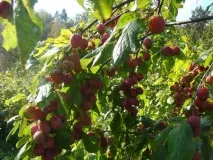 Якого кольору буває зливу Яких кольорів бувають зливи яких