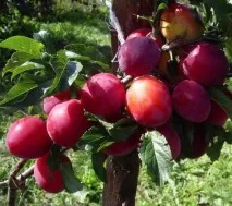 Якого кольору буває зливу Яких кольорів бувають зливи кольору