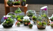 Як зробити флораріум своїми руками флораріум
