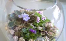 Як зробити флораріум своїми руками флораріум