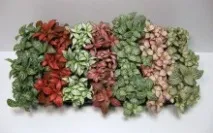 Як зробити флораріум своїми руками зробити