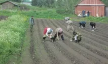 Як виростити буряк столовий - основи грамотного вирощування, догляд, прикорм, захист від заморозків буряк