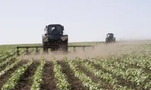 Як виростити буряк столовий - основи грамотного вирощування, догляд, прикорм, захист від заморозків столовий
