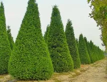 кипарис