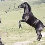 особливості