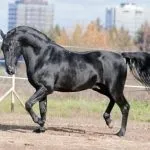 коней