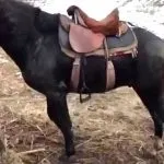 карачаївська