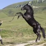особливості