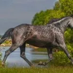 карачаївська