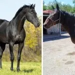 карачаївська