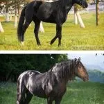 карачаївська