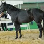 коней