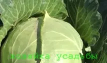 Кіла капусти, заходи боротьби та профілактика кіла