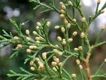 Кіпарісдля садуХвойні Cupressus