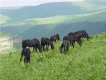 карачаївська