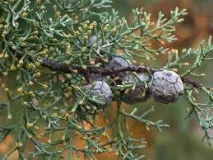 Кіпарісдля садуХвойні Cupressus