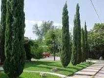 Кіпарісдля садуХвойні кипарису