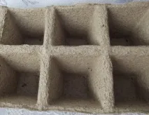 білокочанна