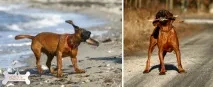 Баварський гірський гончак баварський
