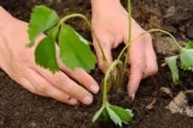 Полуниця купчиха опис сорту, поради щодо посадки та догляду, відгуки садівників купчиха